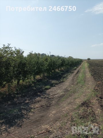 Продавам ябълкова градина, снимка 14 - Земеделска земя - 42316614