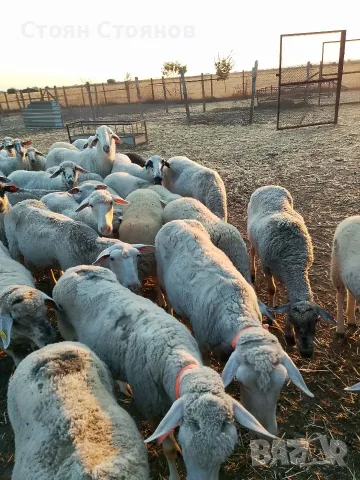 Продавам овце...