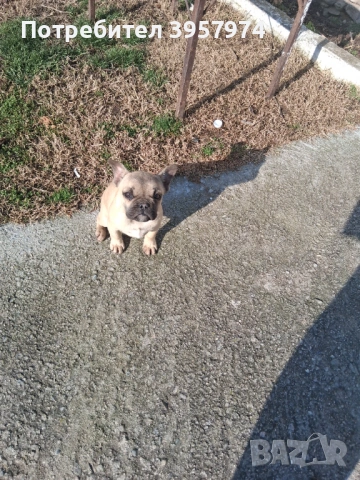 Продава се мъжко булдоче на 3 и половина месеца с три ваксини и паспорт , снимка 6 - Френски булдог - 53028052