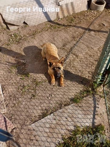 Продавам куче джак ръсел, снимка 2 - Джак ръсел териер - 53862547