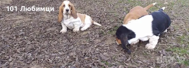 Басет хаунд , снимка 3 - Други - 47449217