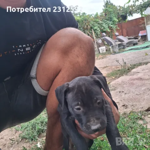Продават се питбучета!, снимка 3 - Питбул - 56167868