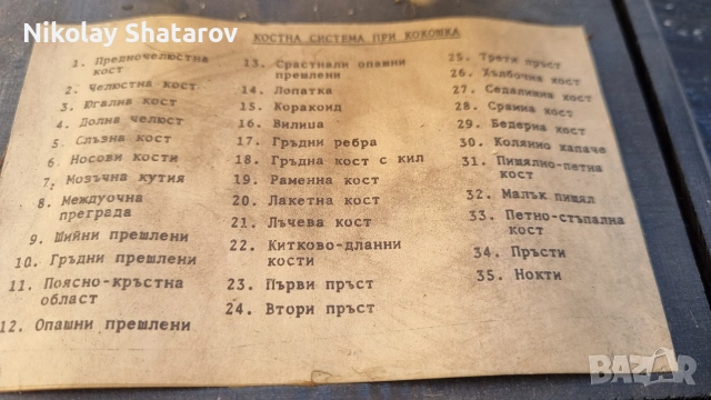 Стар анатомичен модел , снимка 3 - Антикварни и старинни предмети - 53830106