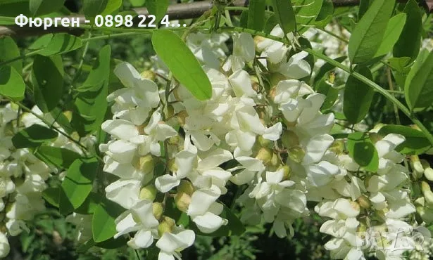 Акация - Фиданки  РАЗПРОДАЖБА !!!, снимка 3 - Разсади - 56203131