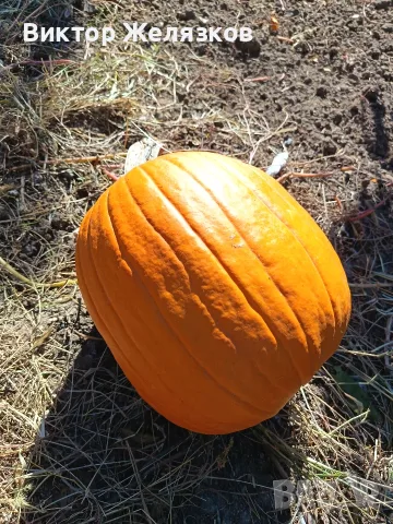 Тикви Гигант за Halloween , снимка 3 - Декорация за дома - 56347957