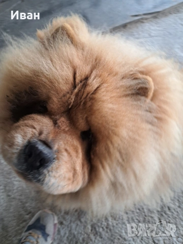 продавам чау чау , снимка 8 - Чау Чау - 53506141