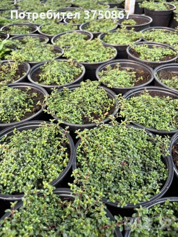 🌿💜 Thymus vulgaris ‘Purple Beauty’ / Пълзяща мащерка , снимка 4 - Градински цветя и растения - 53028970