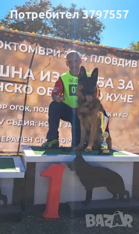 Развъдник за Немско Овчарко Куче von Haus Evelin , снимка 8 - Немска овчарка - 46421572