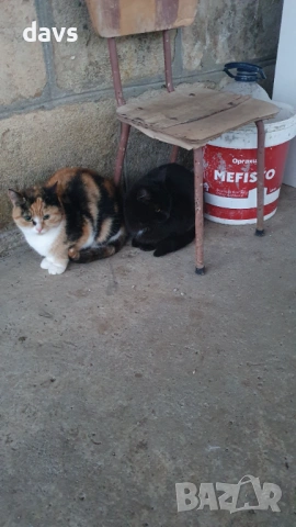 Дом за млади котета - остават сами на произвола на съдбата, снимка 16 - Други - 53050188