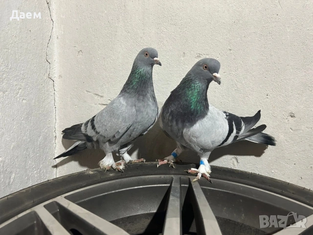 Мардини Турски за Игра ! , снимка 3 - Гълъби - 53820172