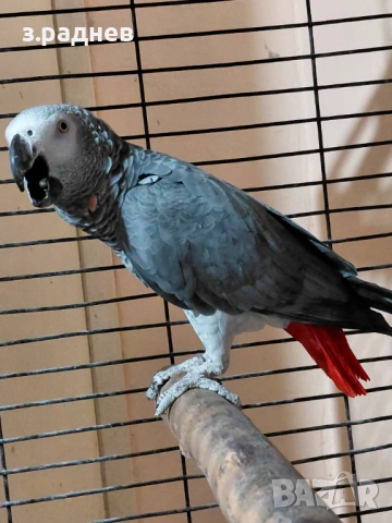 Мъжко кралско жако, снимка 5 - Папагали - 53627442