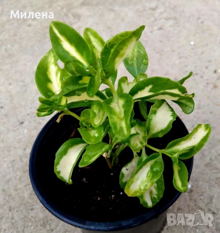 Седум спектабиле Вариегатум, снимка 5 - Стайни растения - 51236383