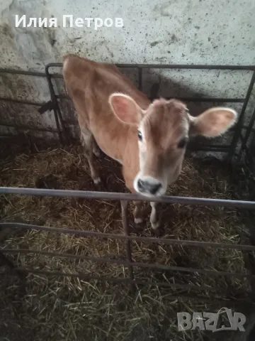 теле отбито