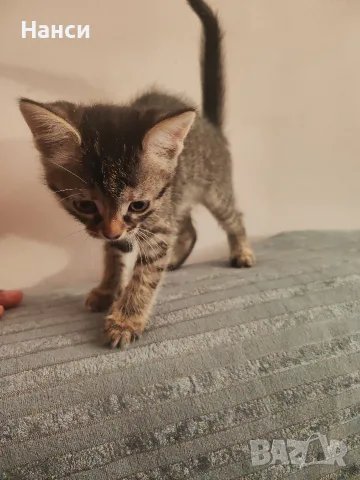 Подарявам 3 малки котета, снимка 6 - Други - 55753064