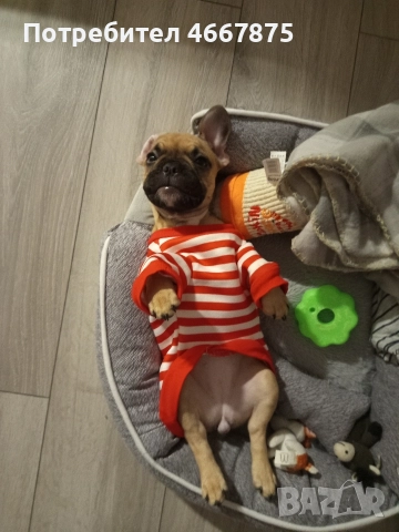 френски булдог 