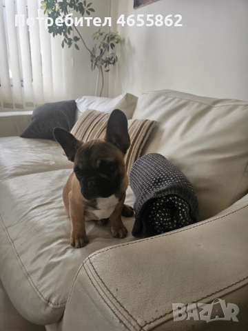 Френски съкровища търсят любящи стопани, снимка 5 - Френски булдог - 52474199