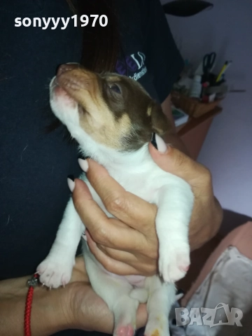 ДЖАК РЪСЕЛ БЕБЕТА-УНИКАЛНИ СЛАДУРИ 250ЛВ ЗА ЕДНО, снимка 18 - Джак ръсел териер - 51548158