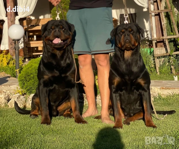 Ротвайлер, снимка 6 - Ротвайлер - 50765987