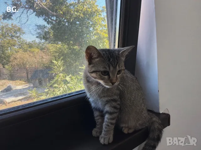 Продавам Малко Котенце, Късокосместа И Игрива! , снимка 4 - Други - 55747872
