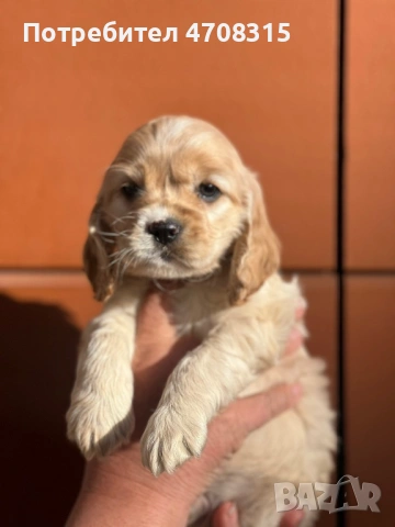 Кокер шпаньол карамел момче родословен баща, снимка 9 - Кокер шпаньол - 53854940