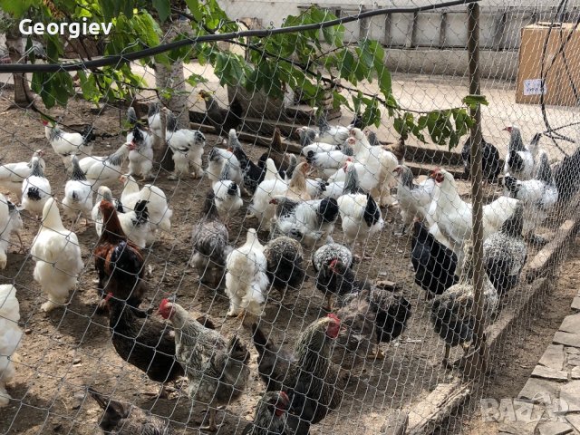 Невероятни БРАМА кокошки , снимка 13 - Кокошки и пуйки - 42342424