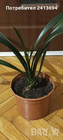 кливия голяма