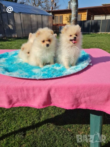 Померан померанчета снимки н от днес 15.03.2026г Гр. София, снимка 4 - Померан - 53847266