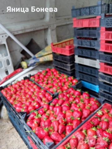   Продавам разсад ягоди!Два сорта Клети и Априкс!, снимка 3 - Разсади - 53201970