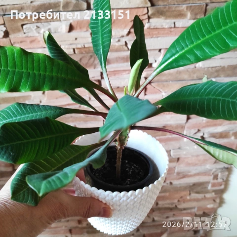 Мадагаскарско бижу , снимка 3 - Стайни растения - 53440328