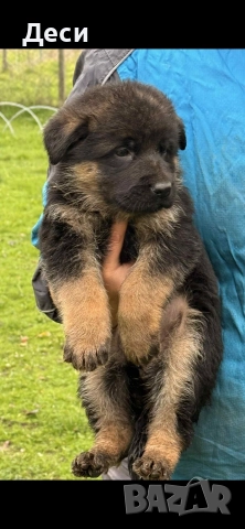 немско овчарско куче, снимка 12 - Немска овчарка - 52870357