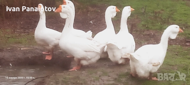 продавам холмогорски гъски , снимка 2 - Патици и гъски - 53451879