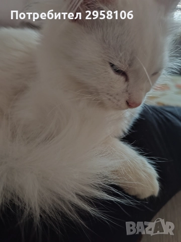 котенца бели,4 мес, снимка 5 - Британска късокосместа - 50837290