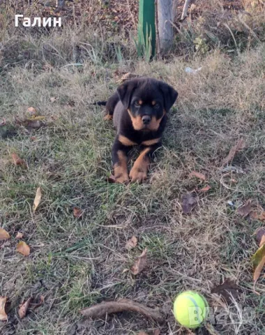 Ротвайлер, ротвайлери, снимка 3 - Ротвайлер - 47844879