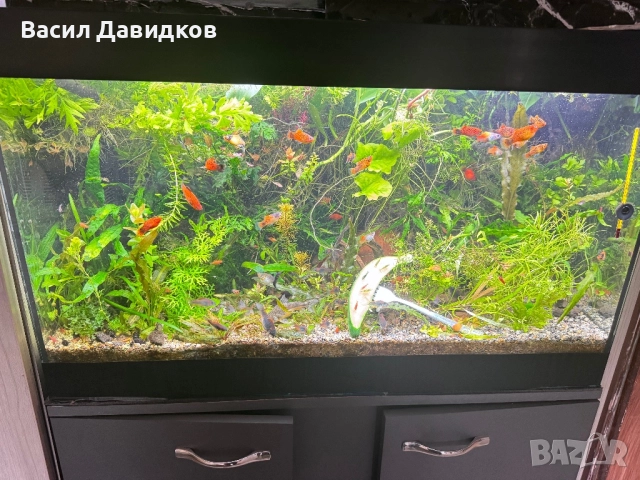 Рибки за аквариум живородни 