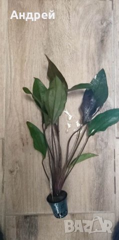 Ехинодориуси видове , снимка 9 - Други - 40880402