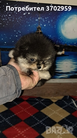 Момче и момиче, снимка 4 - Померан - 52599858