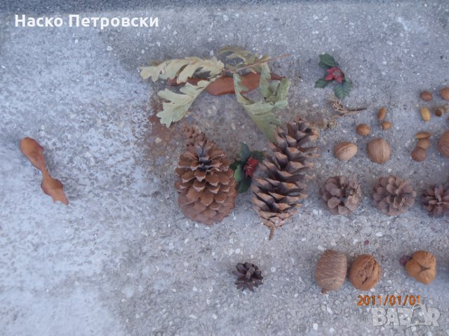 Колекция минерали, руди, сахарски ”рози”, сахарски пясък, шишарки,орехи,жълъди., снимка 5 - Колекции - 34196296