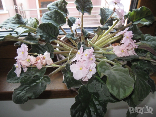  Canon PowerShot A590 IS, снимка 11 - Фотоапарати - 52867072