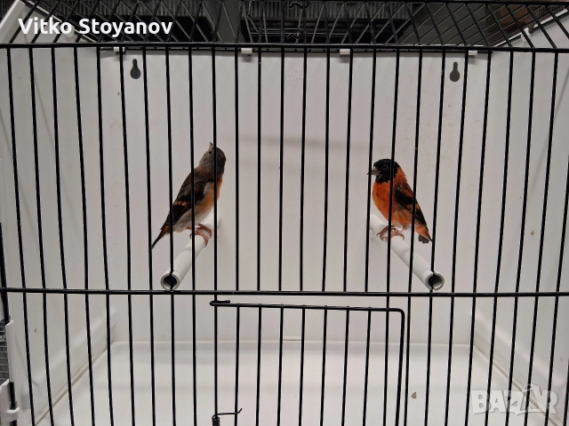 Венецуелски скатии, снимка 9 - Канари - 52944016