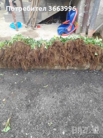 продавам фантастичен разсад ягоди и малини , снимка 7 - Разсади - 53688553