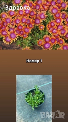 7цвята делосперма , снимка 2 - Градински цветя и растения - 45573224