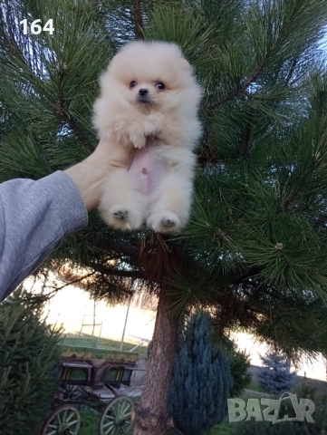 Мини момченце. Померан. Реални снимки от 29.12.25 г. , снимка 3 - Померан - 52946010