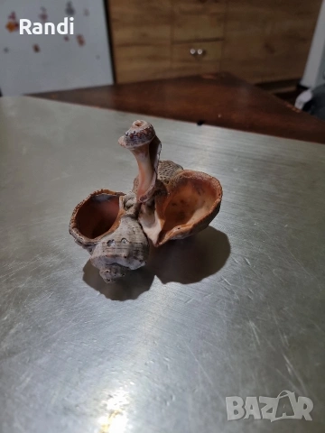 декоративна солничка от морски рапани, снимка 4 - Аксесоари за кухня - 53665375