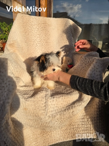 Мини Бивър Йоркширски териер момиче , снимка 5 - Йоркширски териер - 52489193