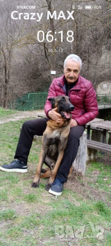 Белгийска овчарка обучена, снимка 3 - Белгийска овчарка - 53162633