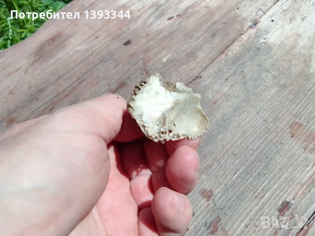 Рог от сръндак, снимка 5 - Декорация за дома - 50444861