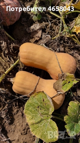 Тикви от производител, снимка 3 - Домашни продукти - 52505267