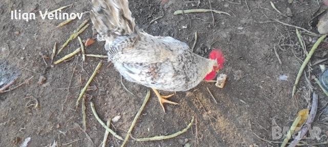 Петли Легбар Крем , снимка 2 - Кокошки и пуйки - 52400398