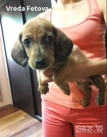 чистокръвни мини дакелчета