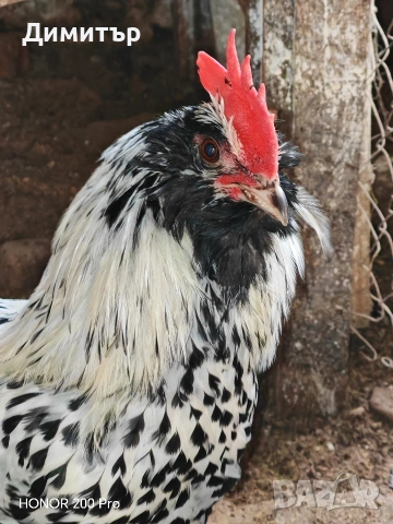 Разплодни яйца от Тюрингийска брадата кокошка , снимка 5 - Кокошки и пуйки - 53483514